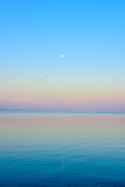 salida de la luna con gaviota sobre el mar - sunset sea tranquil scene sunrise fotografías e imágenes de stock