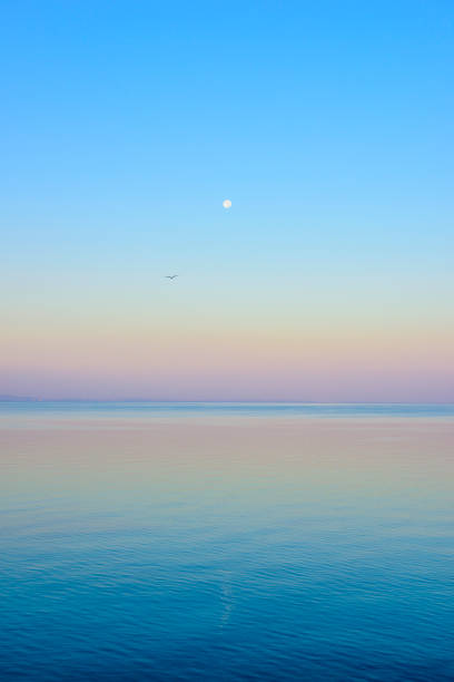 восход луны с чайкой над морем - sunset sea tranquil scene sunrise стоковые фото и изображения