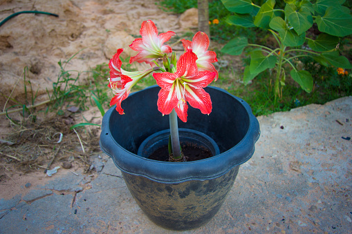 Amaryllis are the easiest to bring to bloom.