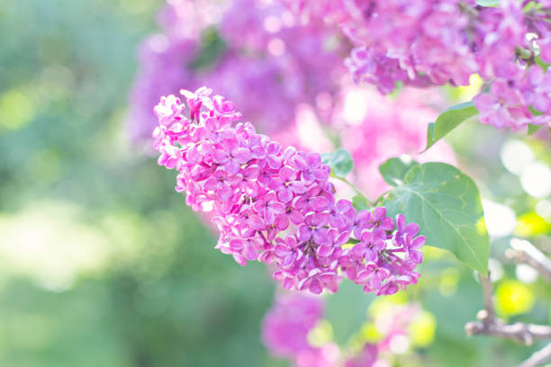 istock flowers of lilac tree at spring 935658476