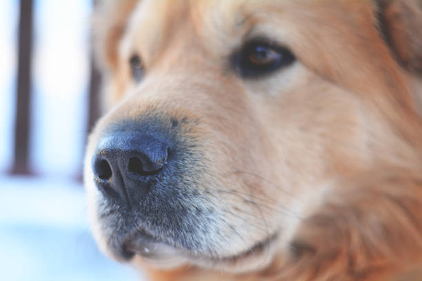 istock Red dog and his nose 935658684
