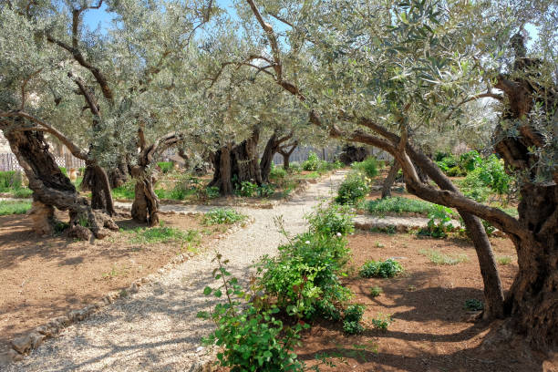 겟세마네 동산 - garden of gethsemane 뉴스 사진 이미지