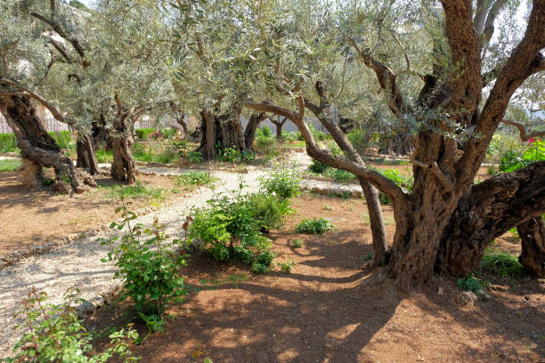 istock Garden of Gethsemane 935659528