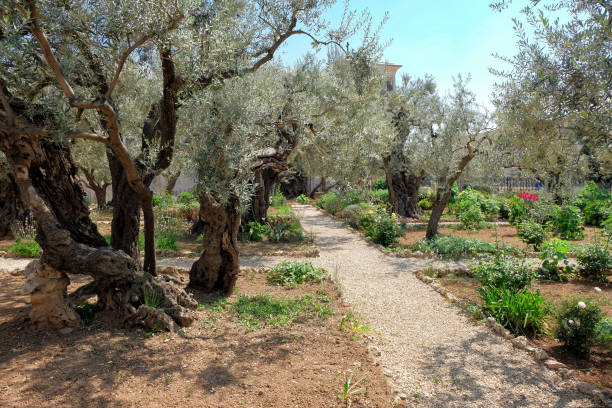 istock Garden of Gethsemane 935659530