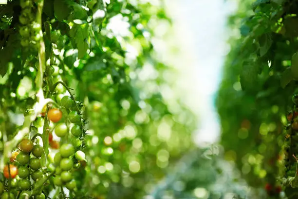 Aisle in contemporary large hothouse with growing tomato plants on both sides