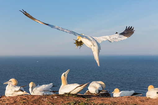 Northern gannets building a nest with kelp at the cliffs of German island Helgoland in the Northsea