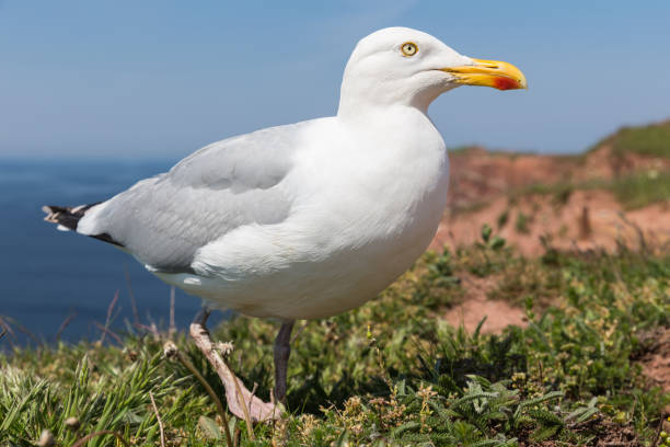 Frog Perspective Of Herring Gull At German Island Helgoland Stock