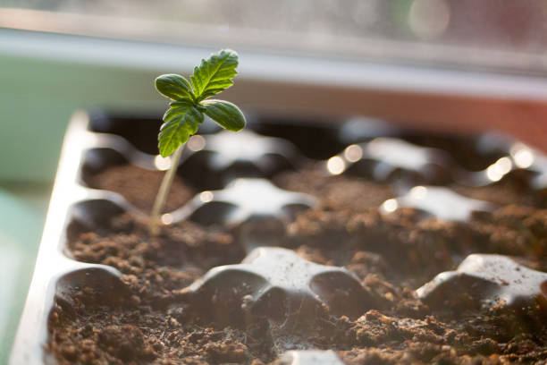 a green sprout of the first spring early hemp sprouted from the ground with two small leaves of marijuana medicinal