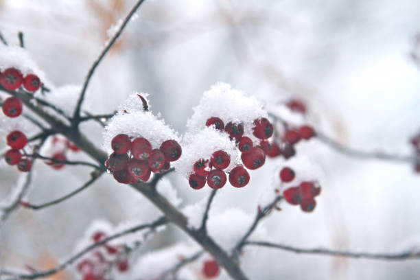 istock Red Winterberries covered in snow 935666304