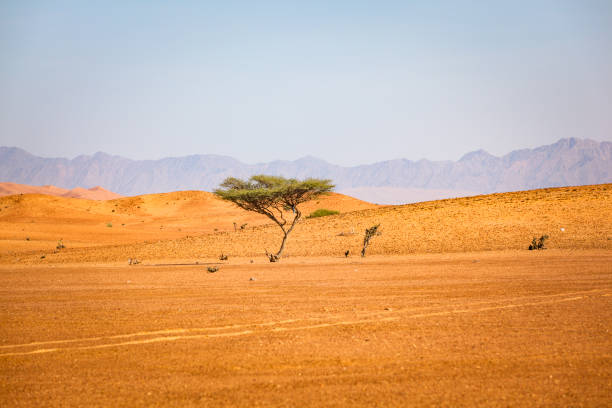 istock wahiba sands desert in oman 935671514