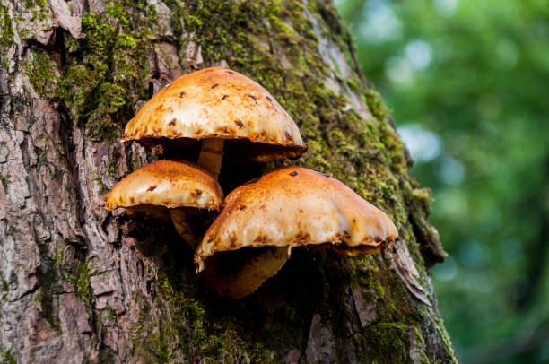 istock Mushrooms growing on the tree 935674406