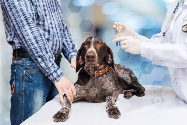 istock Dog lying on the table, preparing the injection . 935677994