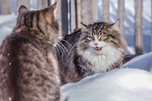 Confrontation of two cats. They look at each other while sitting in the snow in the village.