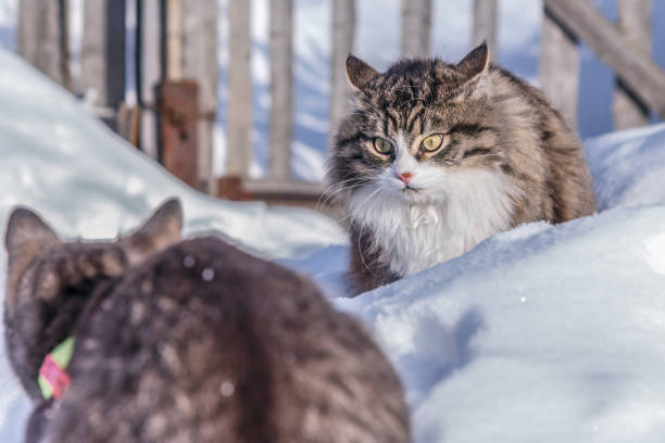 istock Two cats fighting on the snowy street 935681502
