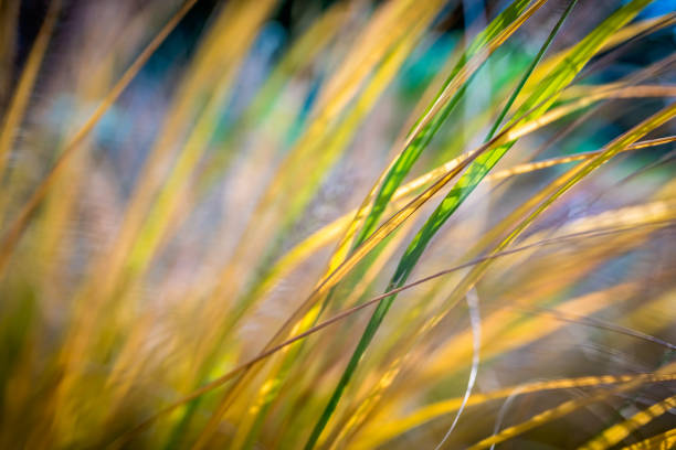 istock Closeup of spring yellow grass 935681856