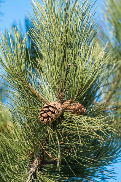 istock Detail of a pine tree 935684442