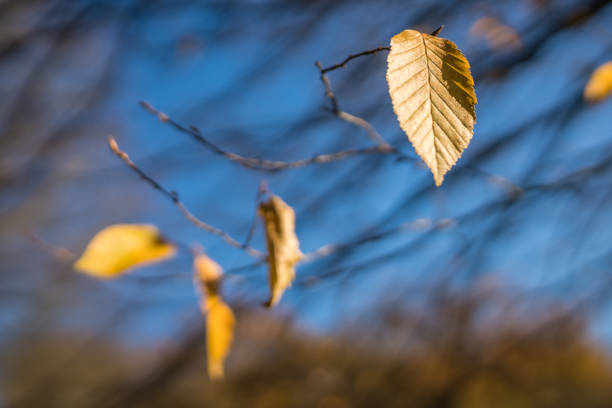istock Last yellow leaf of autumn 935685476