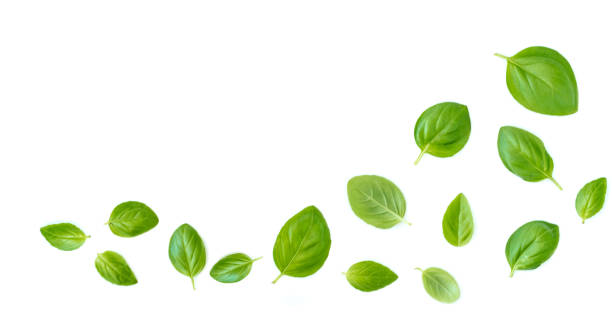 istock Fluing Fresh  basil herb leaves isolated on white background. Top view. Flat lay. 