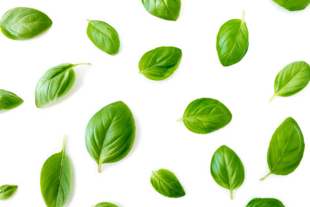 istock Basil leaves isolated on white background. Top view. Flat lay. Close up