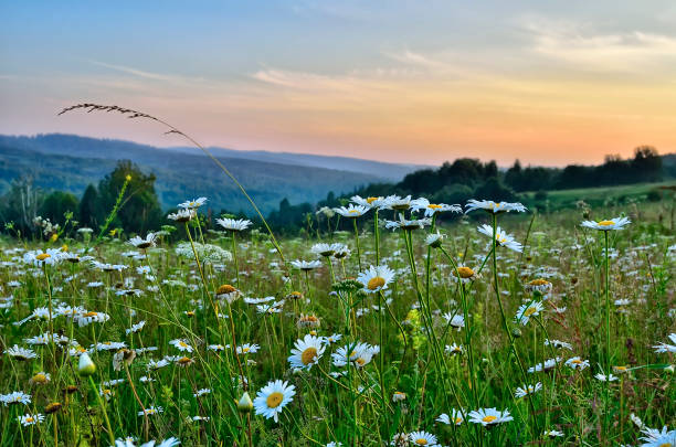 istock Pink twilight over a summer flowering mountains meadow with chamomiles 935692074