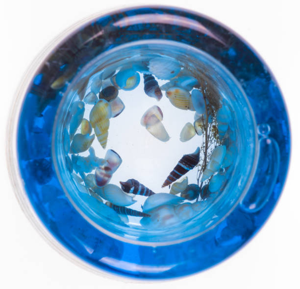 istock Underwater world, sea shells and seaweed 935695020