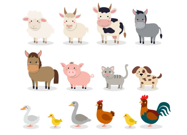 ilustrações, clipart, desenhos animados e ícones de animais da fazenda conjunto em estilo simples, isolado no fundo branco. ilustração em vetor. recolha de animais bonito dos desenhos animados: ovelha, cabra, vaca, burro, cavalo, porco, gato, cachorro, pato, ganso, galinha, galinha, galo - cute cow vector animal