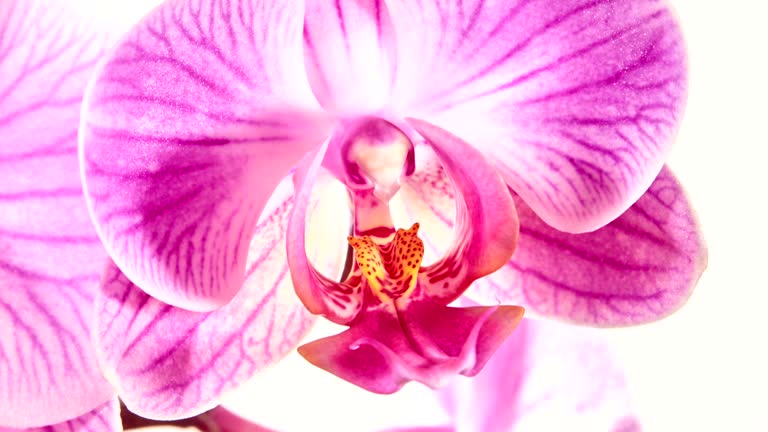 Phanaelopsis orchid Blooming