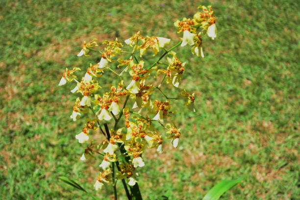 Beautiful Orchid Oncidium Beautiful orchid Oncidium, picture taken at my house in Joinville, Santa Catarina, Brazil on 11/13/2017. oncidium orchids stock pictures, royalty-free photos & images