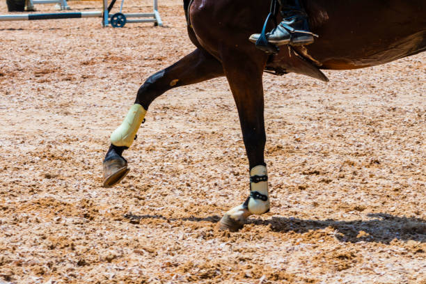 istock Horse legs in a competition 935705364