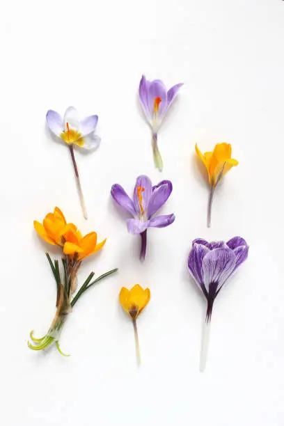 Spring, Easter floral composition. Yellow and violet crocuses flowers on white wooden background, styled stock photo. Flat lay, top view.