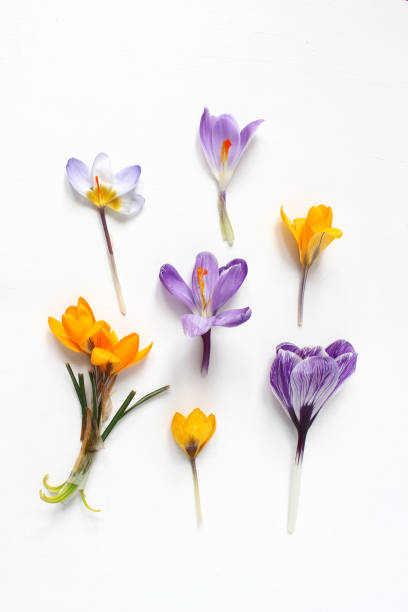 primavera, composição floral de páscoa. flores de açafrão amarelo e violeta sobre fundo branco de madeira. estilo de fotografia. vista plana leiga, topo - crocus violet flower purple - fotografias e filmes do acervo