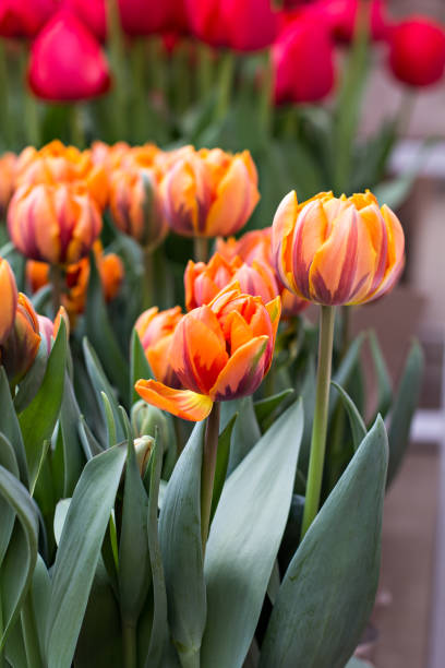 istock A lot of tulips 935715616