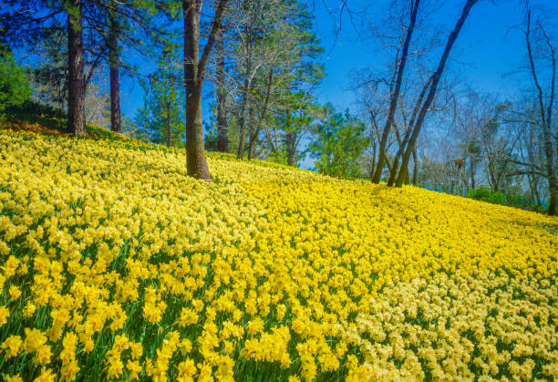 Pleasant getaway; springtime attraction; adventure outing; fantastic springtime blossoms; fresh start; new beginning