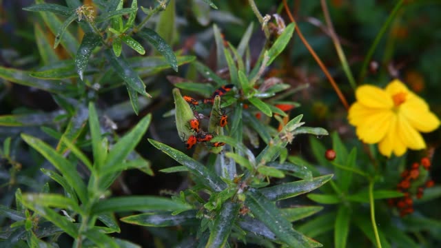 Orange Milkweed Beetles