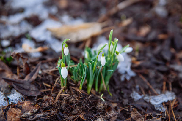 istock snowdrop close up in snow. spring is coming. copy space 935719520