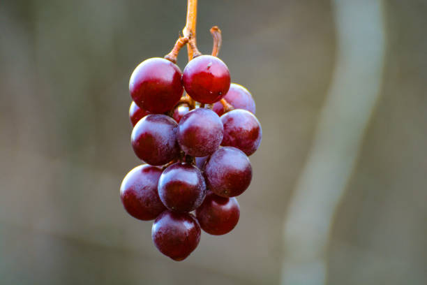 auf der vine - berry vine stock-fotos und bilder