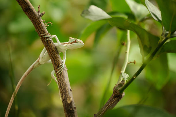 istock Basilisk . Lizard on branch in green forest 935726044