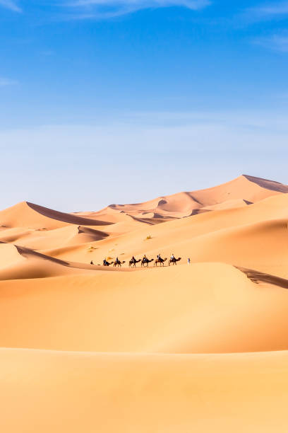 merzouga nel deserto del sahara in marocco - morocco desert camel africa foto e immagini stock