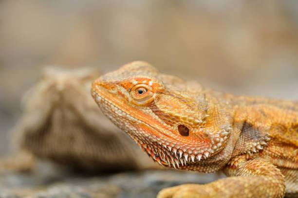 istock Central bearded dragon detail. Oragne dragon on stone 935726134