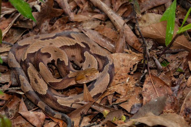 Southern Copperhead Snake A Copperhead snake hiding in the leaves. southern copperhead stock pictures, royalty-free photos & images
