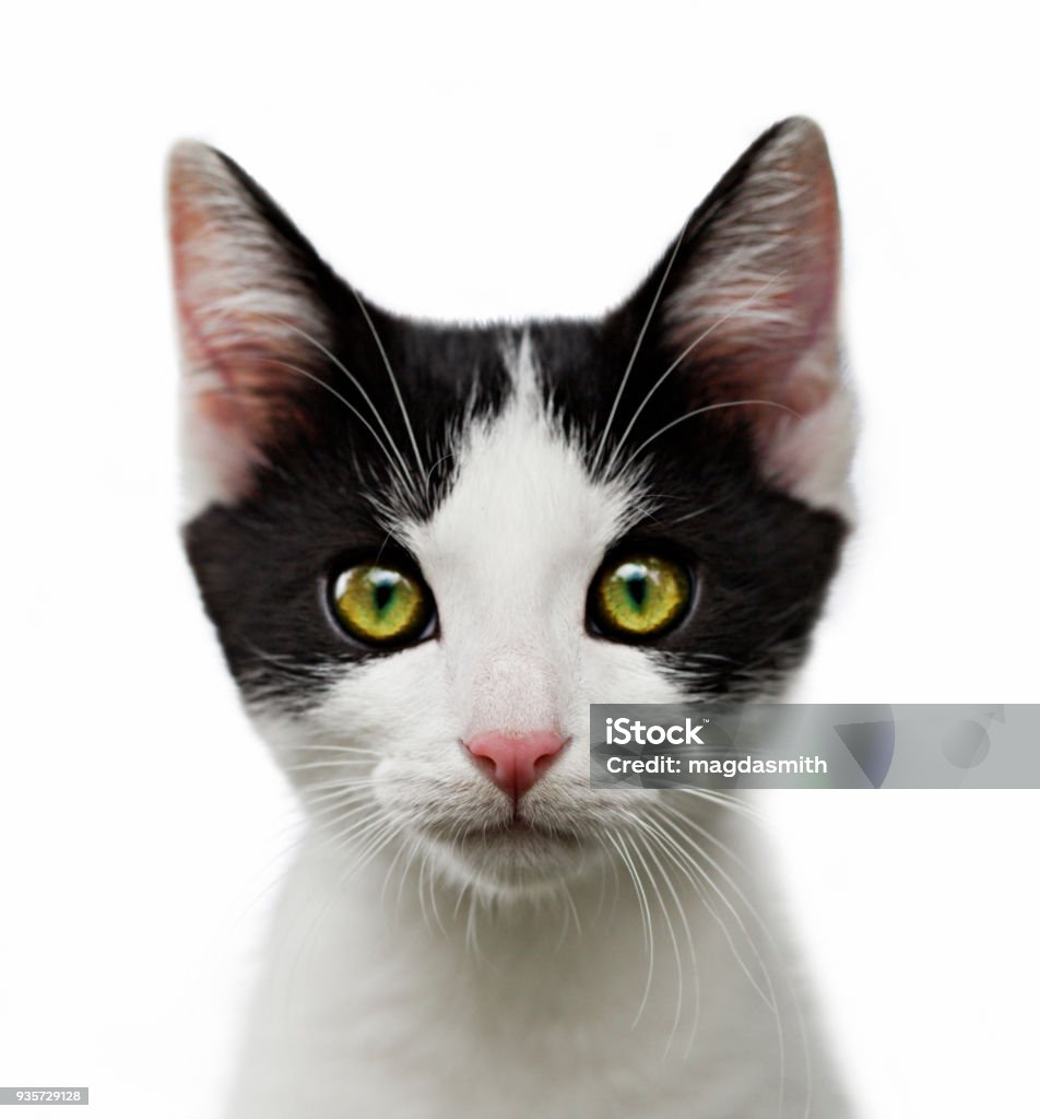 Potret Anak Kucing Hitam Dan Putih Di Latar Belakang Putih Foto Stok