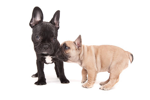 istock French bulldogs isolated over white background 935729130