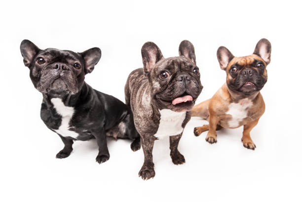 istock French bulldogs isolated over white background 935729340