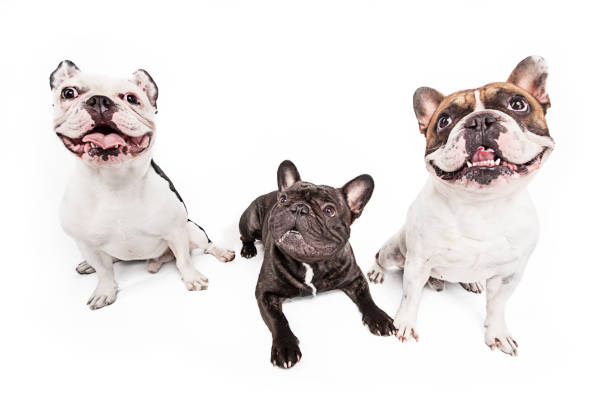istock French bulldogs isolated over white background 935729432