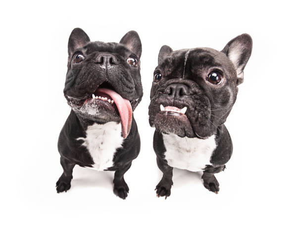 istock French bulldogs isolated over white background 935729456