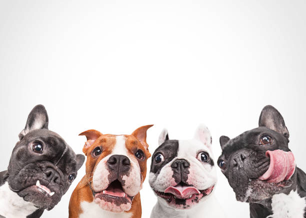 istock French bulldogs isolated over white background 935732194