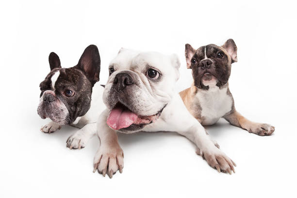 istock French bulldogs isolated over white background 935732602