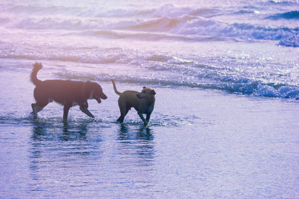 istock Happy dogs playing in the sea. 935736118