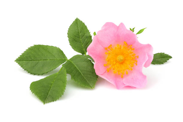 istock Wild rose flower with leaves isolated. 935738828