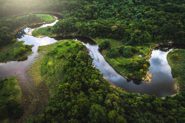 istock Mata Atlantica - Atlantic Forest in Brazil 935740690